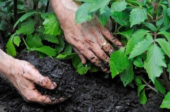 What Are the Consequences of Poor Crop Rotation?