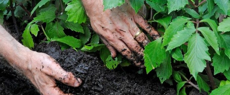 What Are the Consequences of Poor Crop Rotation?