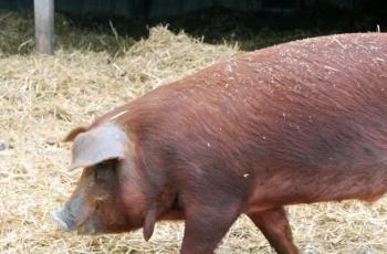 Raising Happy, Healthy Heritage Breed Pigs