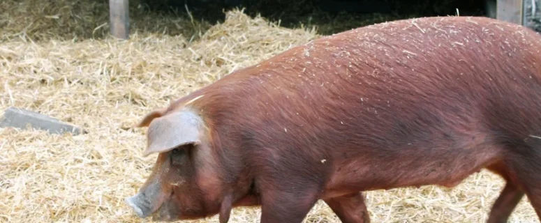 Raising Happy, Healthy Heritage Breed Pigs