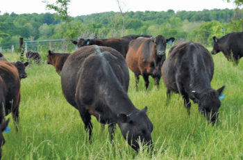Successful Multi-Species Rotational Grazing System