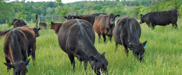 Successful Multi-Species Rotational Grazing System