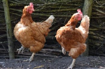 How to Protect Chickens from Predators