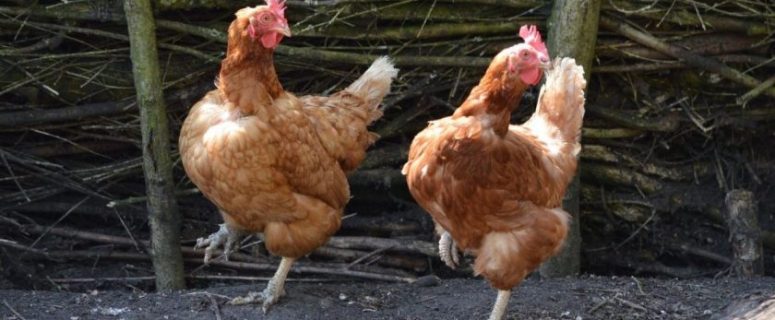 How to Protect Chickens from Predators