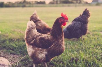 6 Common Poultry Diseases: How to Protect Your Flock from Illnesses