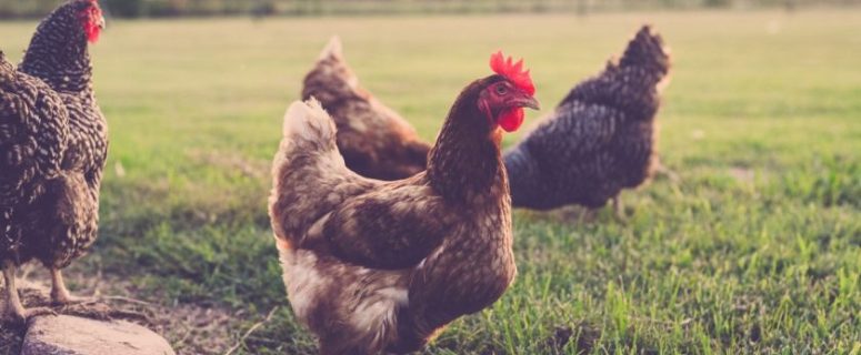 6 Common Poultry Diseases: How to Protect Your Flock from Illnesses