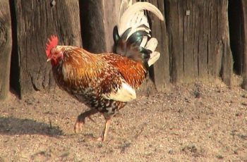 How to Care for Molting Chickens