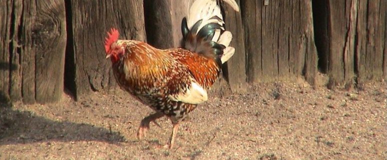 How to Care for Molting Chickens