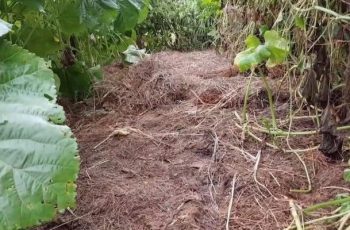 The Fastest Way to Check Soil Health