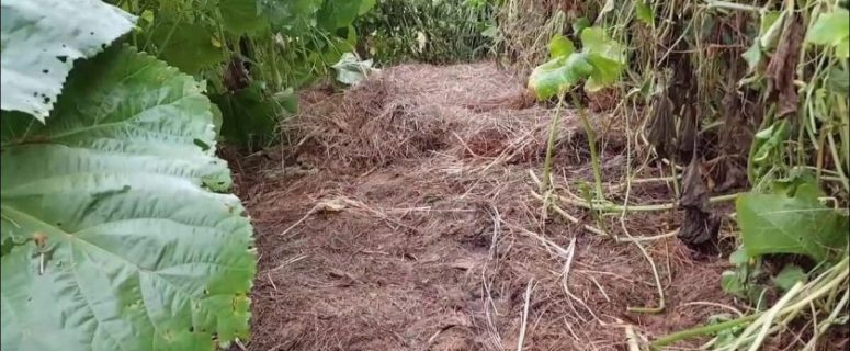 The Fastest Way to Check Soil Health