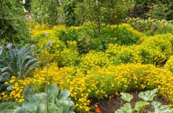 Edible Landscaping: Creating a Bountiful and Beautiful Garden