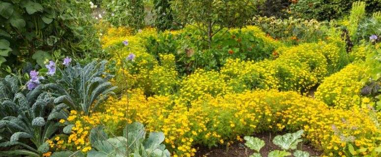 Edible Landscaping: Creating a Bountiful and Beautiful Garden
