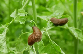 Common Garden Pests and How to Control Them