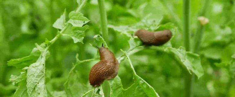 Common Garden Pests and How to Control Them