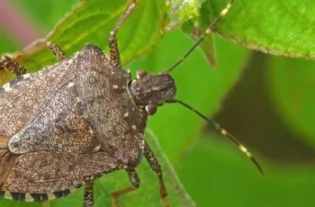 How to Get Rid of Stink Bugs