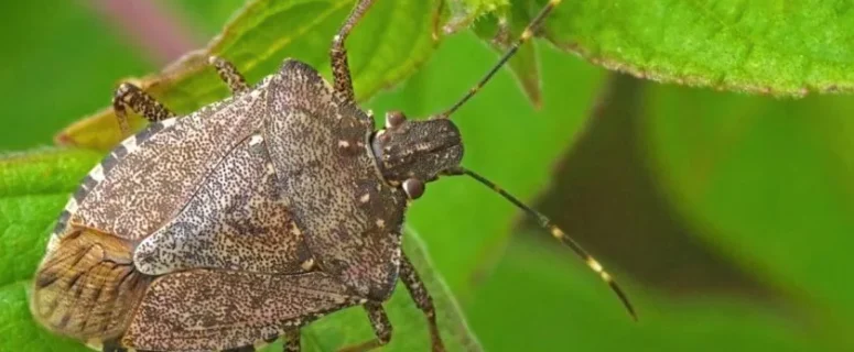 How to Get Rid of Stink Bugs