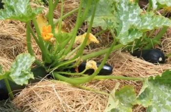 Cheap, Fast, Relatively Free Fertilizer