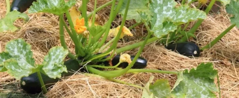 Cheap, Fast, Relatively Free Fertilizer