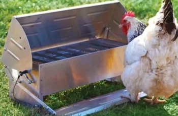 How to Introduce New Chickens to a Flock