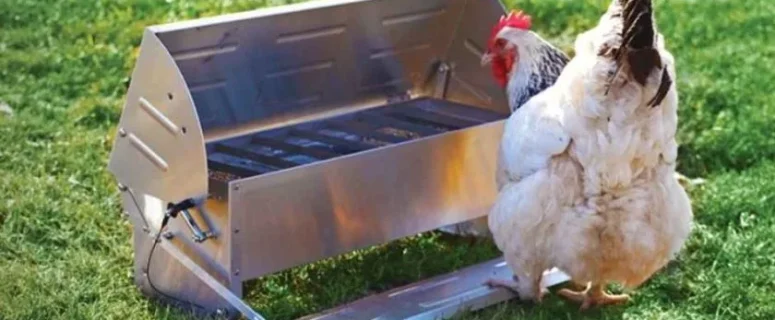 How to Introduce New Chickens to a Flock