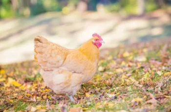 Orpington Chickens: A Comprehensive Guide to a Timeless Breed