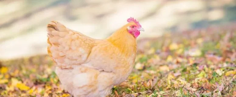 Orpington Chickens: A Comprehensive Guide to a Timeless Breed